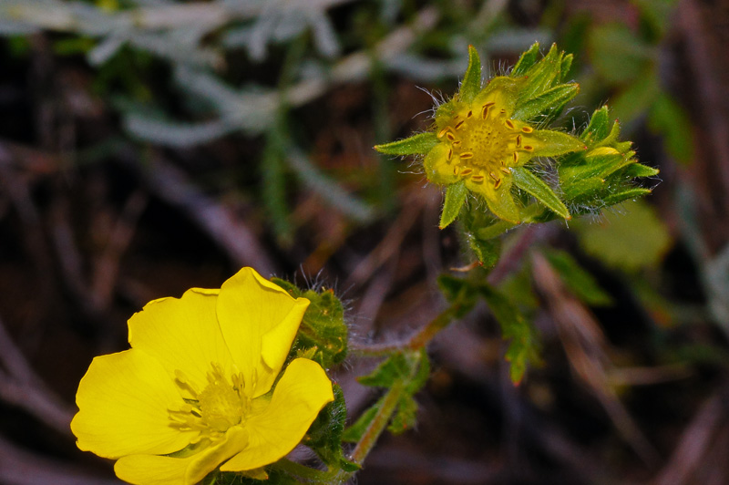 Potentilla recta